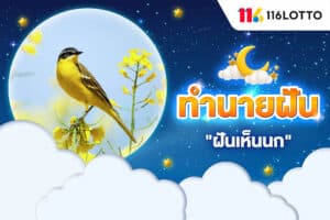 ฝันเห็นนก หมายถึงอะไร หากเห็นนกฮูก หรือนกเขา ตีเป็นเลขอะไรบ้าง